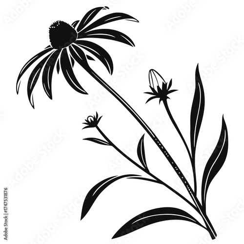 Stylized black and white echinacea flower illustration