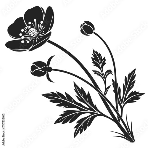 Stylized black and white anemone flower with buds and leaves