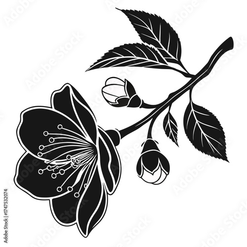 Black and white illustration of cherry blossoms and buds on a branch
