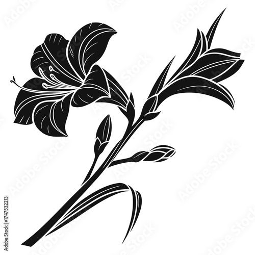 Elegant black and white lily flower silhouette with buds