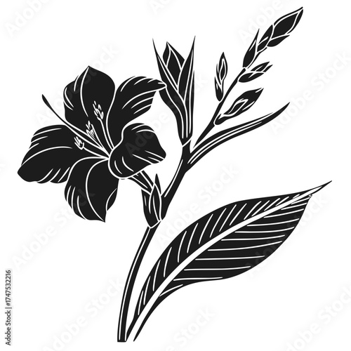 Elegant black and white canna lily silhouette with buds and leaf