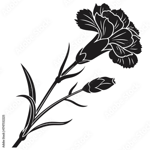 Black and white illustration of a carnation flower with a bud