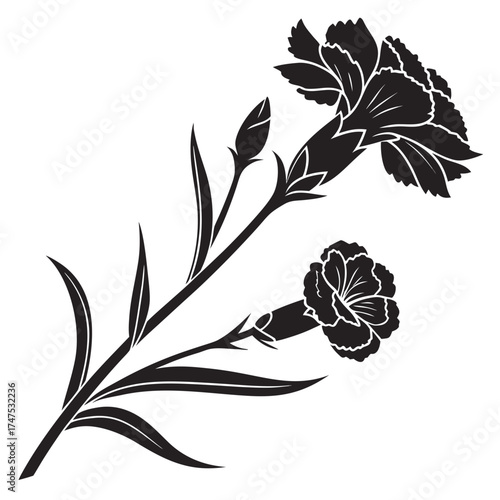 Elegant black and white silhouette of carnation flowers