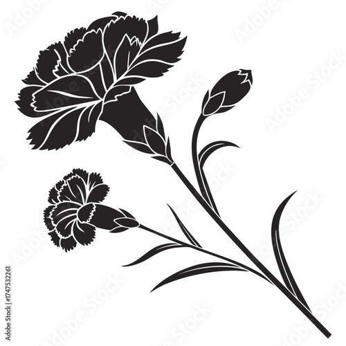 Elegant black and white carnation flower silhouette with buds