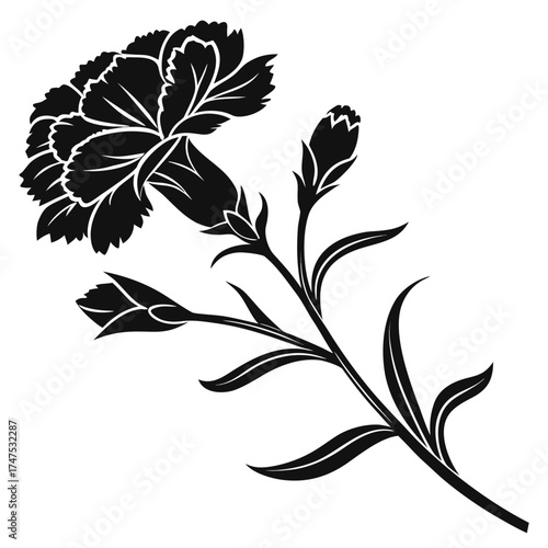 Elegant black and white carnation silhouette with buds