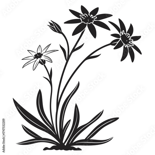 Stylized black and white illustration of star shaped flowers