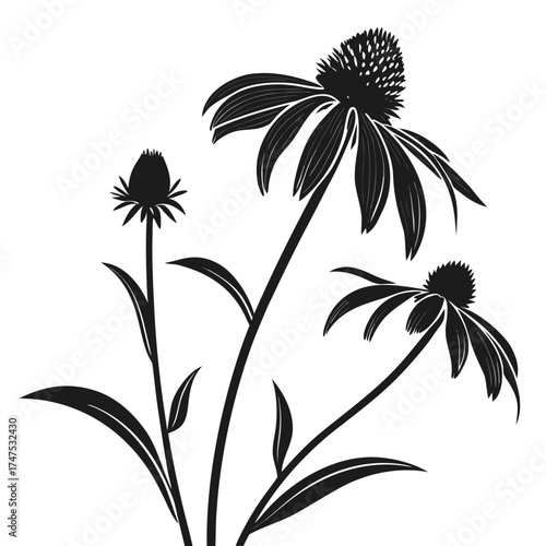 Stylized black and white echinacea flowers on a dark background
