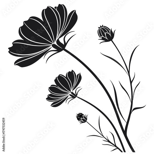 Elegant black silhouette of cosmos flowers and buds