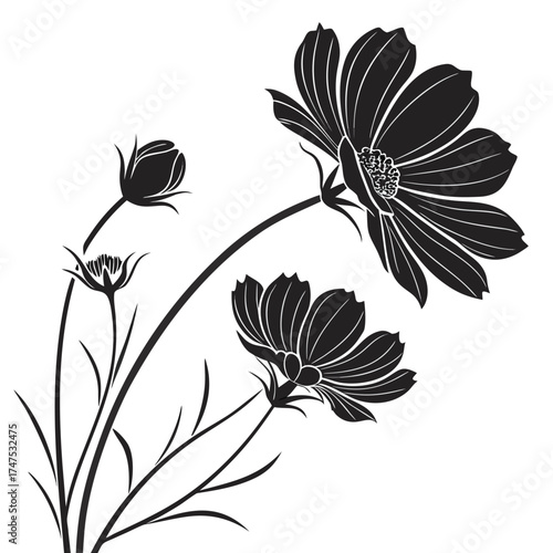 Elegant black and white cosmos flowers with buds