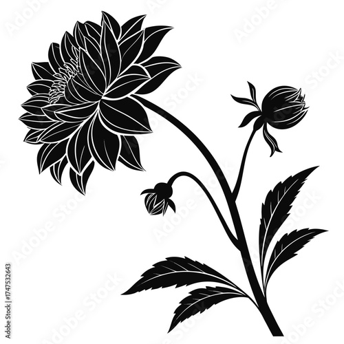 Dark silhouette of a dahlia flower with buds and leaves