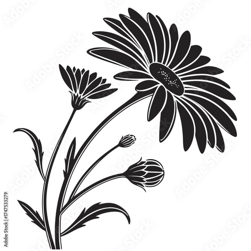 Black and white illustration of a daisy flower with buds and leaves