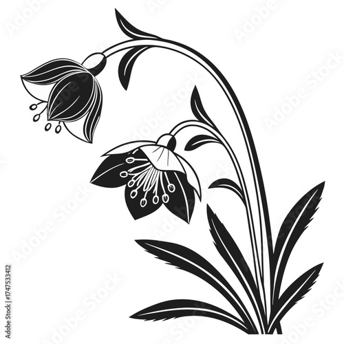 Elegant black and white floral design with two bell shaped flowers