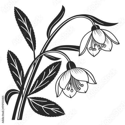 Elegant black and white floral illustration with bell shaped flowers