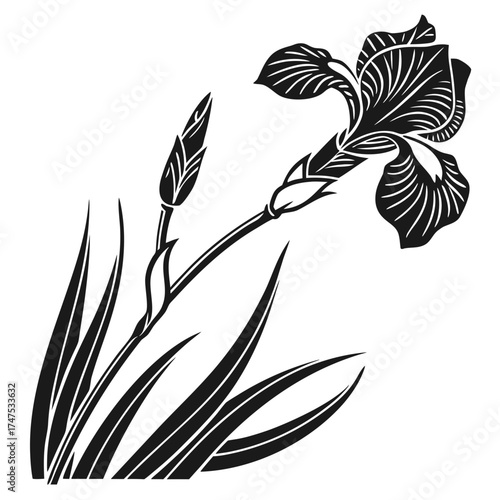 Stylized black and white iris flower with buds and leaves