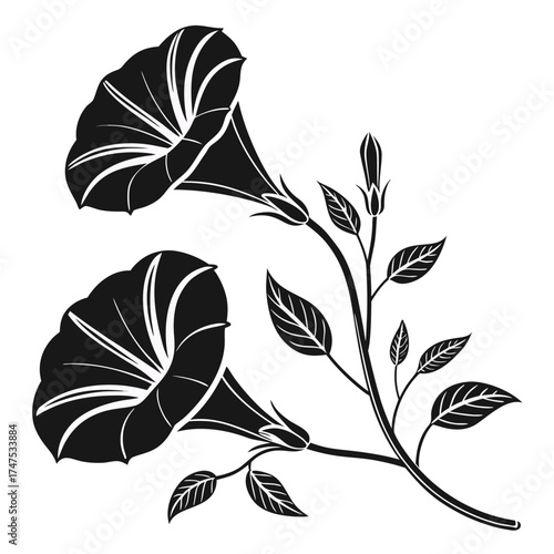 Elegant black and white morning glory flowers and buds