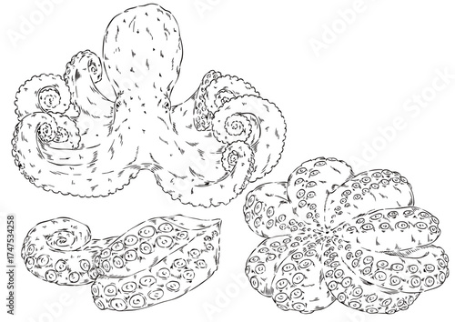 茹でだこ3種　鉛筆