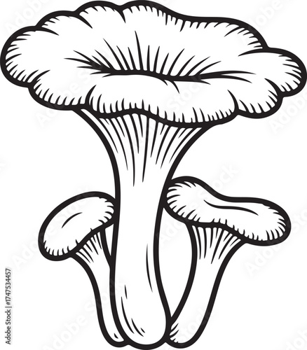 Chanterelle Mushrooms Line Art Edible Fungi Foraging Delicacy