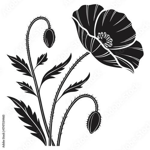 Stylized black and white poppy flower with buds and leaves