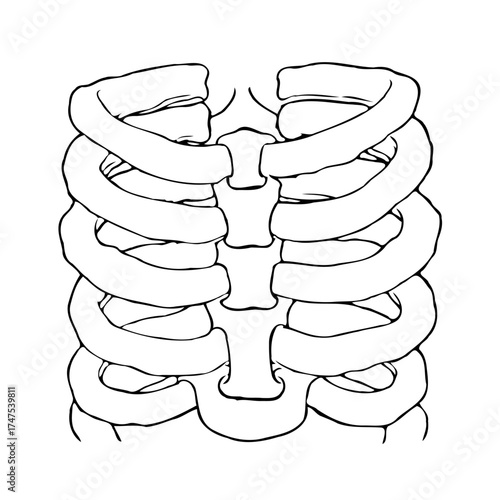 Anatomical illustration of a human ribcage showcasing skeletal structure with precise bone