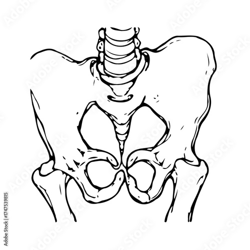 Anatomical illustration depicting the human pelvis and vertebrae a skeletal structure with fine
