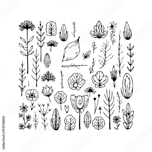 Botanical sketches collection presenting variety of hand drawn floral elements and natural motifs