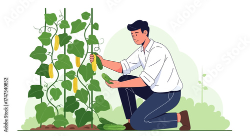 Man Harvesting Cucumbers, Organic Farming, Gardening Lifestyle, Fresh Produce Concept Illustration