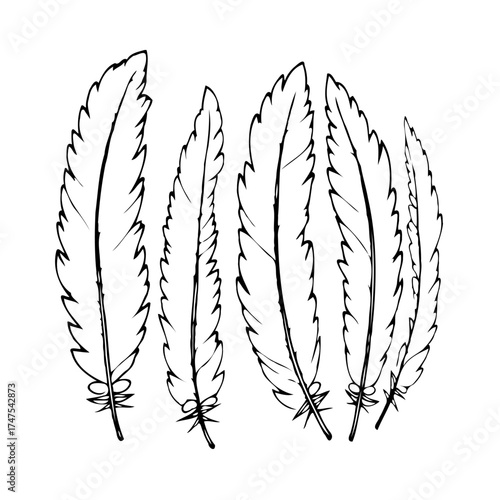 Delicate plumes elegantly arrayed a minimalist sketch evoking lightness soaring graceful movement