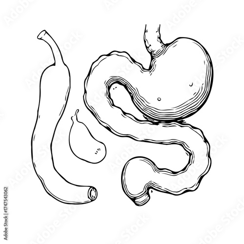 Detailed anatomical illustration showcasing human digestive system emphasizing stomach duodenum