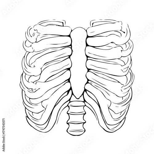 Detailed anatomical ribcage illustration, offering insights into the skeletal human thoracic