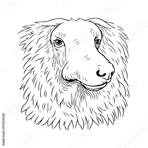 Detailed line art depiction of a shaggy sheep portrait with an interesting facial expression and