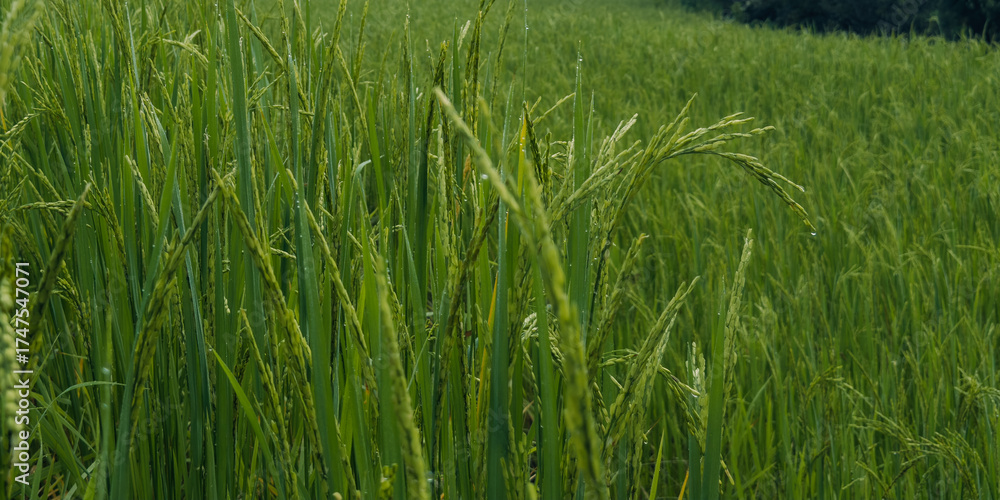 Obraz premium Green rice plants and rice ears in the field in the morning