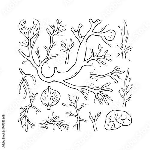 Hand drawn abstract seaweed collection illustration aquatic plants underwater flora diverse marine