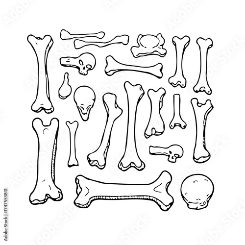 Hand drawn bone illustration for educational resources anatomy class projects or thematic skeleton
