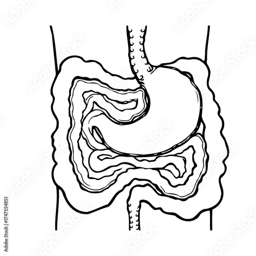 Human digestive system anatomy illustration showcasing the stomach and intestines organs and its