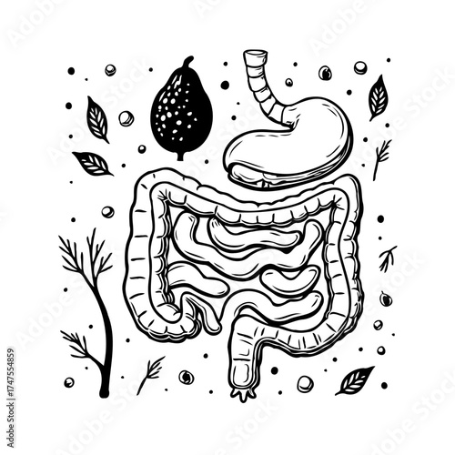 Human digestion system illustration depicting gut health with a pear and other botanical details