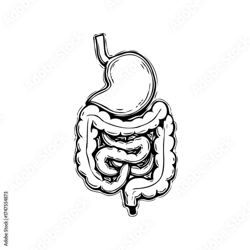 Human gastrointestinal tract artwork showcasing stomach and intestines in monochrome style