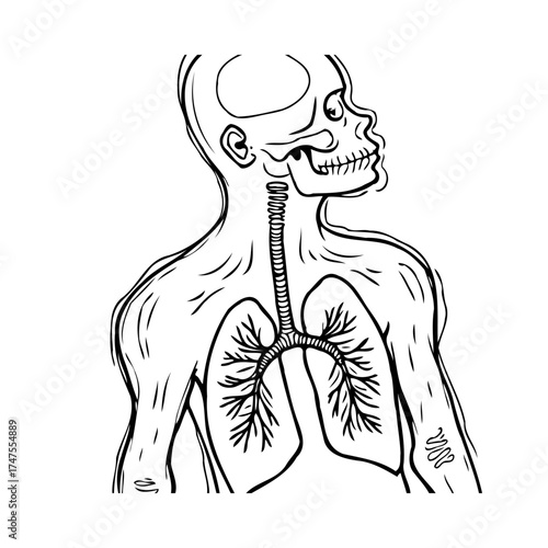 Human skeletal and respiratory system anatomical illustration of the torso showcasing the rib cage