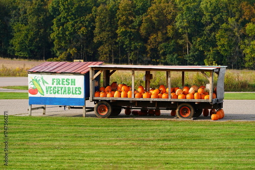 Bright orange big pumpkins are being sold for the fall festivals.