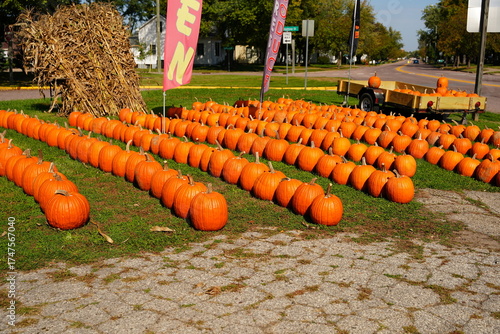 Bright orange big pumpkins are being sold for the fall festivals.