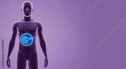 Medical illustration of human pancreas highlighted in blue. Anatomical view of male body showing digestive and endocrine organ. Healthcare and biology concept with copy space