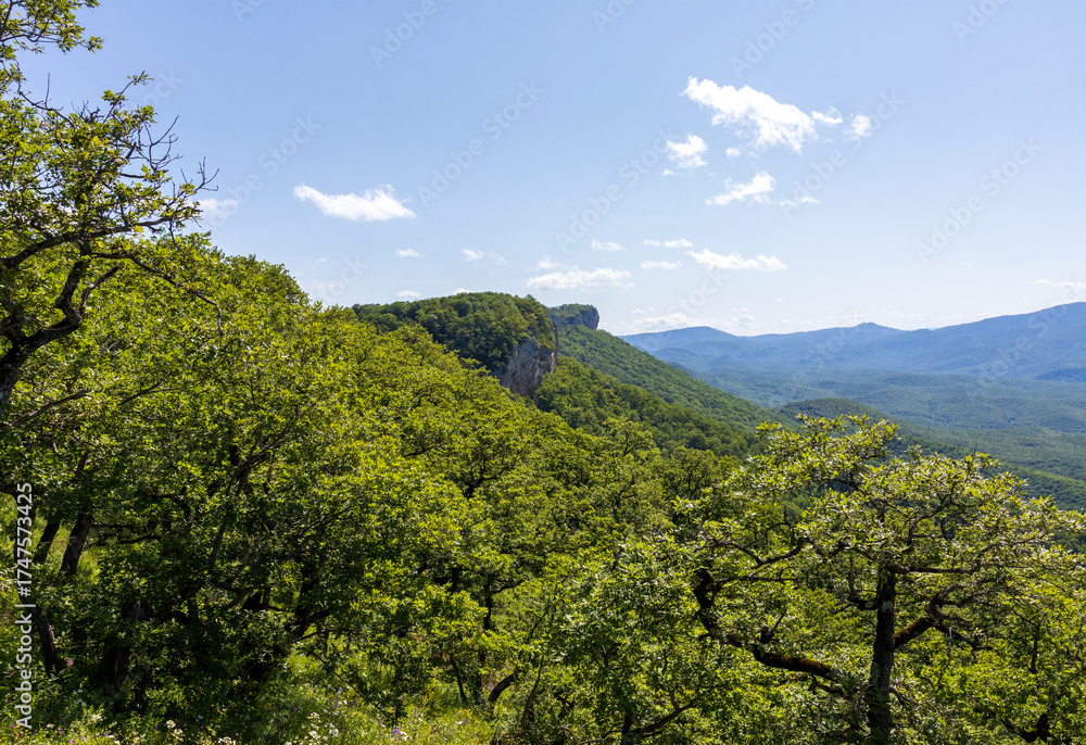 Fototapeta premium forested spaces and small clearings in the morning sun with mountain views