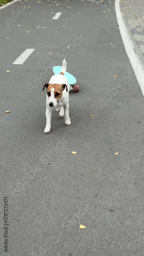 A Jack Russell Terrier rides a penny board in an autumn park.