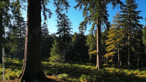 Slow aerial glide through an ancient, sun-dappled forest with towering trees on a clear morning ancient forest, adventure, conservation