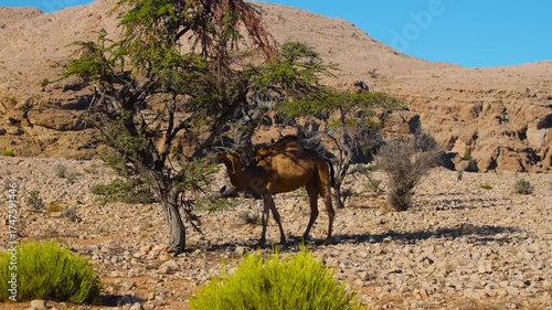 A wide shot of a wild, one humped dromedary camel peacefully grazing on the leaves of a small acacia tree in a rocky, arid landscape.