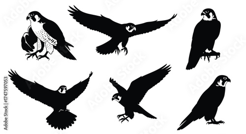 Six black falcon silhouettes in various poses bird