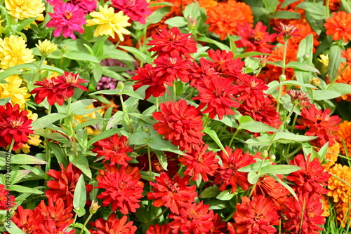 Textura flores rojas