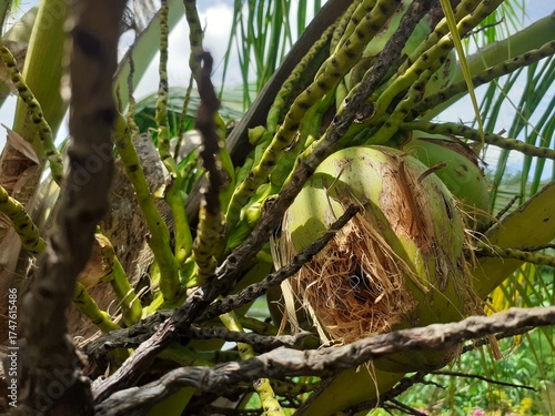 Canvas Print Coconut plantation produce damaged by wild animals that come to forage for food