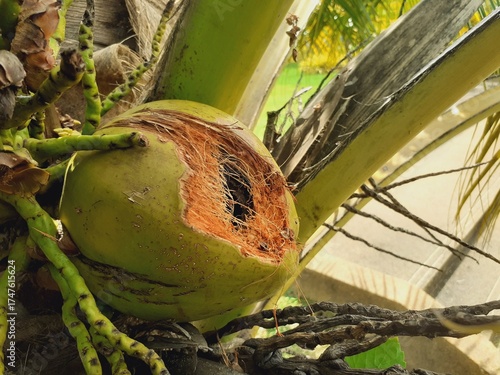 Canvas Print Coconut plantation produce damaged by wild animals that come to forage for food