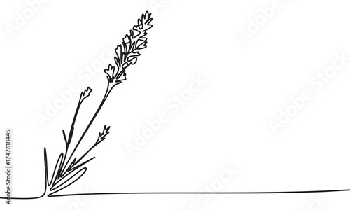 Minimalist Lavender Line Art