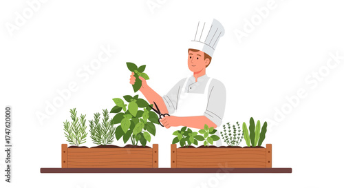 Chef Harvesting Fresh Herbs from a Garden Boxes illustration for culinary creations and healthy